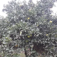 پرتقال تامسون پوست نازک|خوردنی و آشامیدنی|نوکنده, |دیوار