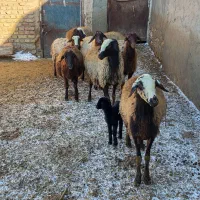 گوسفند|حیوانات مزرعه|قیدار, |دیوار