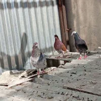 عالی|پرنده|تهران, انبار نفت|دیوار