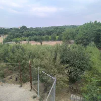 سندتک برگی