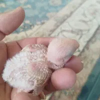 جوجه‌برزیلی‌|پرنده|اشنویه, |دیوار