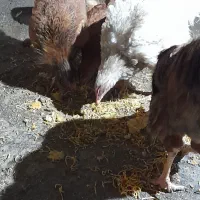 یک عدد خروس و ۴عدد مرغ