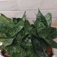 بهترین گل حسن یوسف