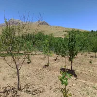 فرصت سرمایه‌گذاری باغ پربار و مستند در فریدون‌شهر