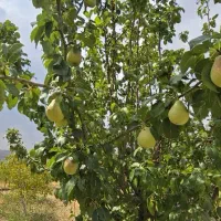 فروش باغچه در دشت ارژن|فروش زمین و ملک کلنگی|شیراز, ارم|دیوار