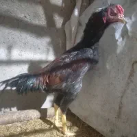 خروس لاری ۷ و ۸ ماهه