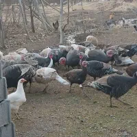 بوقلمون محلی|حیوانات مزرعه|روانسر, |دیوار