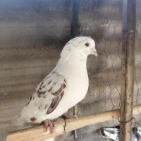 کبوتر