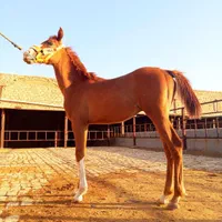 کره نریون جوان شجره دار|اسب و تجهیزات اسبسواری|قم, بوستان جوان|دیوار