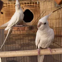 عروس هلندی|پرنده|شیراز, شهرک آرین|دیوار