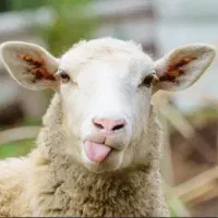 بره نر چاق محلی ورامین