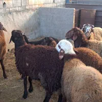 گوسفند نر پروار شده|حیوانات مزرعه|قائم‌شهر, |دیوار