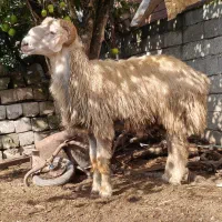 بره گوسفند قوچ تخمی کشتاری|حیوانات مزرعه|قائم‌شهر, |دیوار