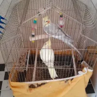 عروس هلندی
