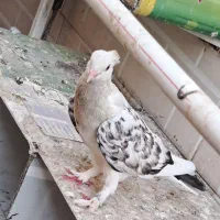 ۳۵۰  نرفروشی با طوقی نر هم میزنم