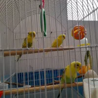 مرغ عشق خوش رنگ