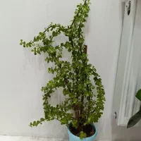 گل و گیاه