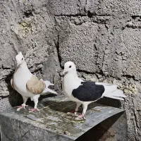 ماده پشتدار