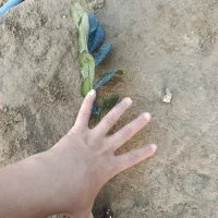 زامو بلک ریشه لخت