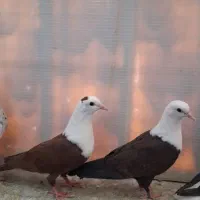 جوجه کربلایی سرخ و اتشی