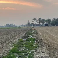 پاکسازی زمین کشاورزی از سنگ با سنگ جمع کن ترکیه ای|خدمات باغبانی و درختکاری|برازجان, |دیوار