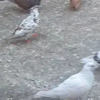 کفتر پرشی ویاهو