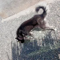 سگ‌ هاسگی‌