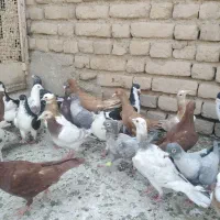 50 عدد کبوتر