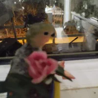 طوطی برزیلی جوان تازه دونخور شده