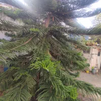 حمیدیان ویلایی سندارتجاری مسکونی الغدیر ۲۰۷متری|فروش خانه و ویلا|رشت, حمیدیان|دیوار