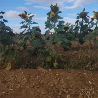 آگهی زمین کشاورزی روستا