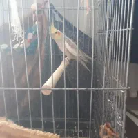 عروس سخنگو نر