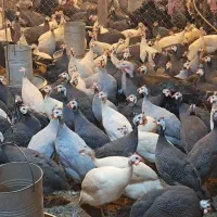 جوجه شاخدار وجوجه بوقلمون برنز