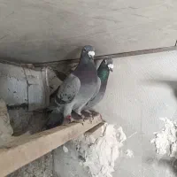 پرنده