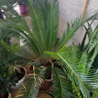 گل سیکاس