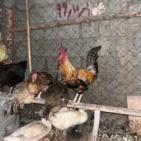 خروس