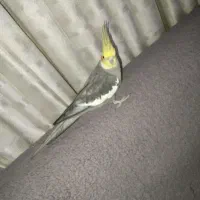 عروس هلندی|پرنده|شیروان (خراسان), |دیوار