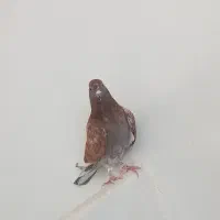 کفتر غریب گیری