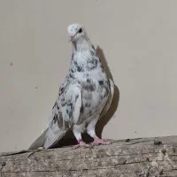 نرکوهی دمپاک جوان|پرنده|شوشتر, |دیوار