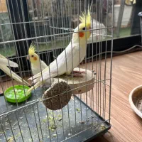 ۳ عدد عروس هلندی لوتینو