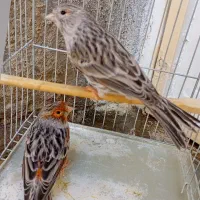 قناری نر و ماده نژاد آگاد مولد|پرنده|سنندج, |دیوار