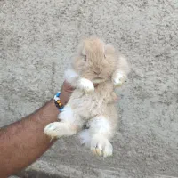 توله خرگوش|موش و خرگوش|بندر ماهشهر, |دیوار