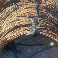 سیخو دومتری