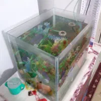 اکواریوم معاوظه با عروس|ماهی|قزوین, |دیوار