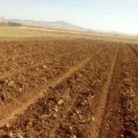 زمین-کشاورزی-چهارتنگ