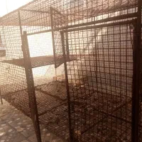 گنجه کفتر،|لوازم جانبی حیوانات|شیراز, زند|دیوار
