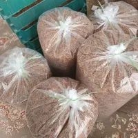 میلورم خشک وزنده|خزنده|رودشت (اصفهان), |دیوار