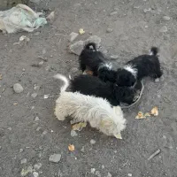 پاکوتا|سگ|آذرشهر, |دیوار