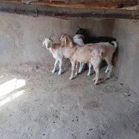 فروش ۴راس بز جوان شیروارآبستن|حیوانات مزرعه|بسطام, |دیوار