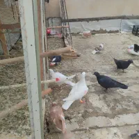 فروش یک کله آماده  50تای